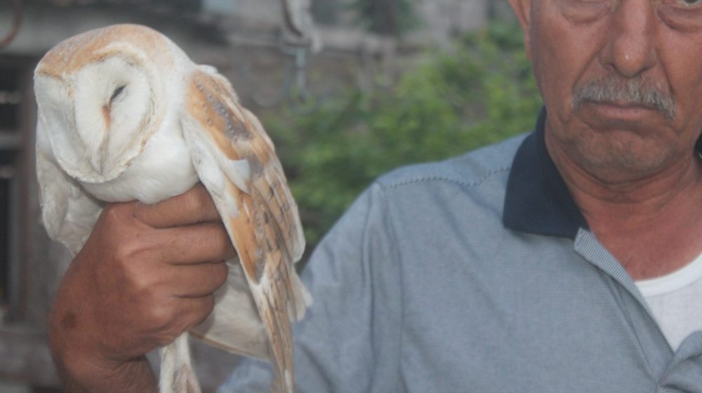 Yumurtalık’ta İsa Salıç’tan Örnek Bir Davranış Bahçesine konan Keçeli Baykuşu Korumaya aldı.