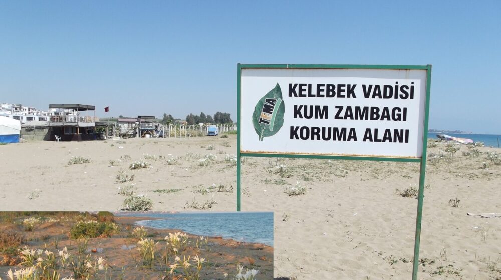 Sahilde Çevre Katliamı İddiası: Yasaklı Kum Zambakları  Ot Zehiriyle Yok Ediliyor!